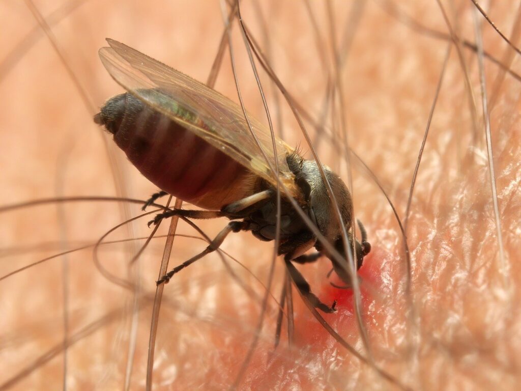 découvrez le monde fascinant des parasites, ces organismes intrigants qui vivent aux dépens d'autres êtres vivants. apprenez comment ils influencent les écosystèmes, les maladies qu'ils transmettent et les méthodes de prévention pour protéger votre santé.