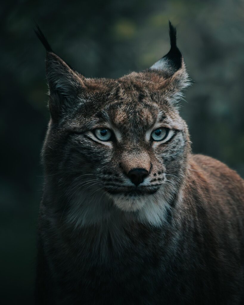 découvrez l'art de la photographie : conseils, astuces et inspiration pour capturer des images inoubliables, que vous soyez débutant ou photographe confirmé.