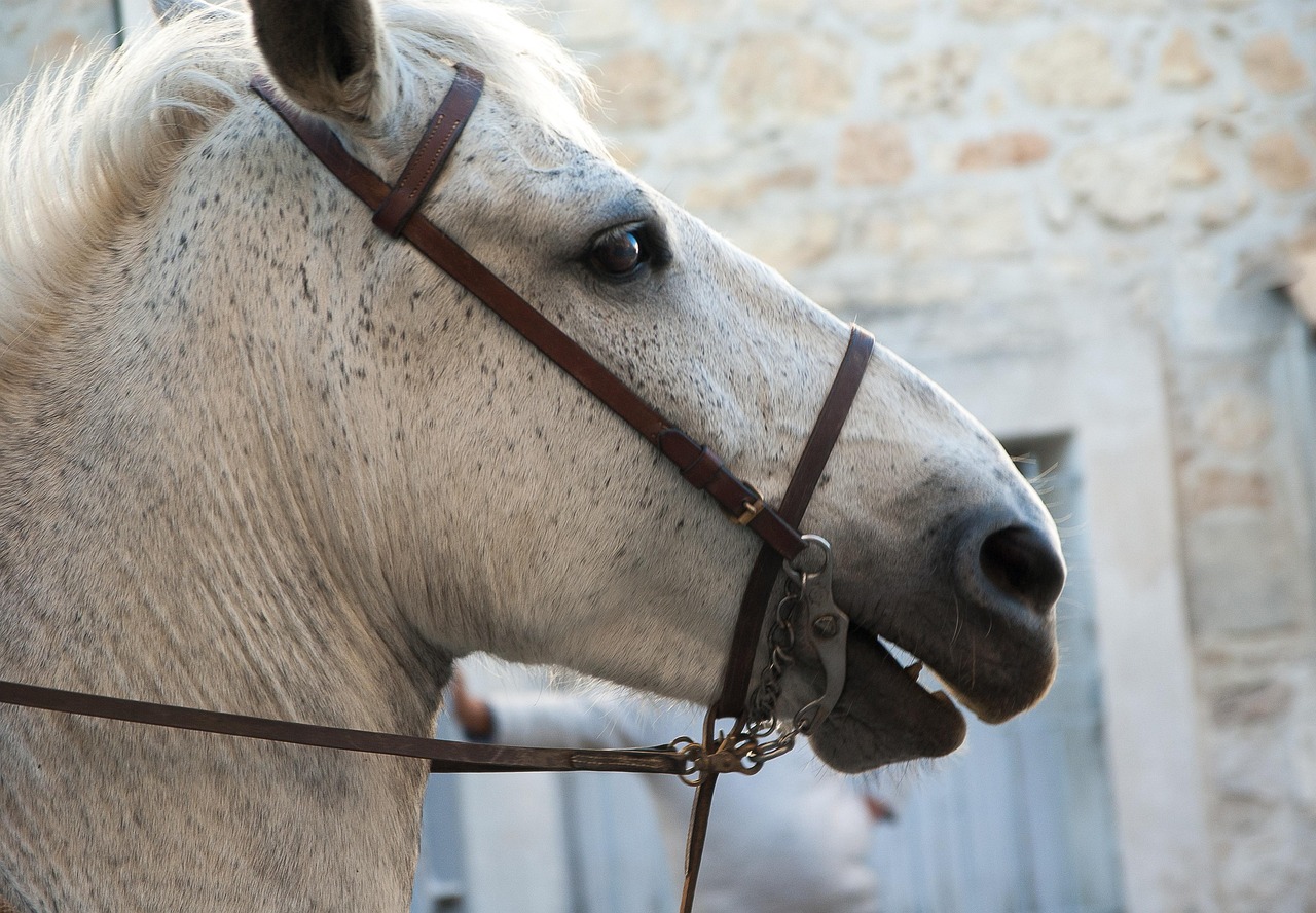 découvrez la feria, une fête traditionnelle espagnole haute en couleur, rythmée par les corridas, la musique, la danse et une ambiance festive unique à vivre en famille ou entre amis.