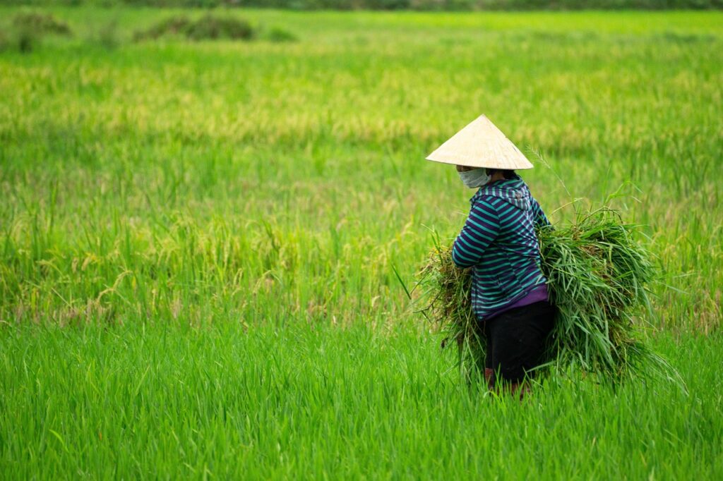 découvrez tout sur le riz : ses différentes variétés, ses bienfaits pour la santé, des conseils de cuisson et des idées de recettes savoureuses pour sublimer ce grain incontournable de la cuisine.