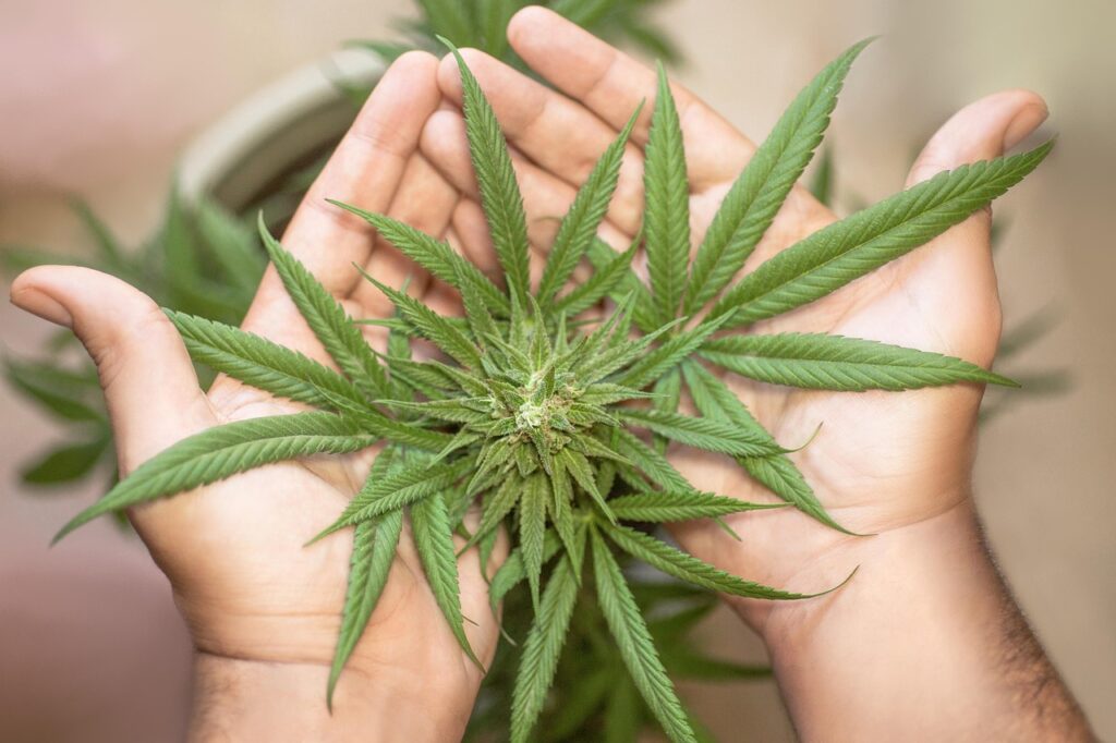 découvrez tout ce qu’il faut savoir sur le cannabis : ses effets, son utilisation, la législation en france et les conseils pour un usage responsable. informations claires et à jour sur le cannabis.