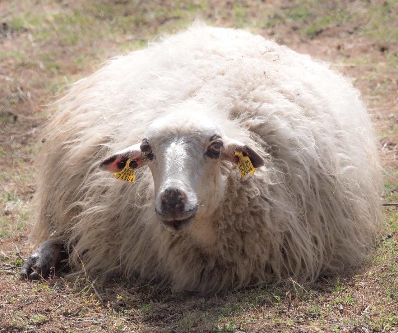 découvrez la laine mérinos, une fibre naturelle douce, chaude et respirante, idéale pour des vêtements confortables et durables.
