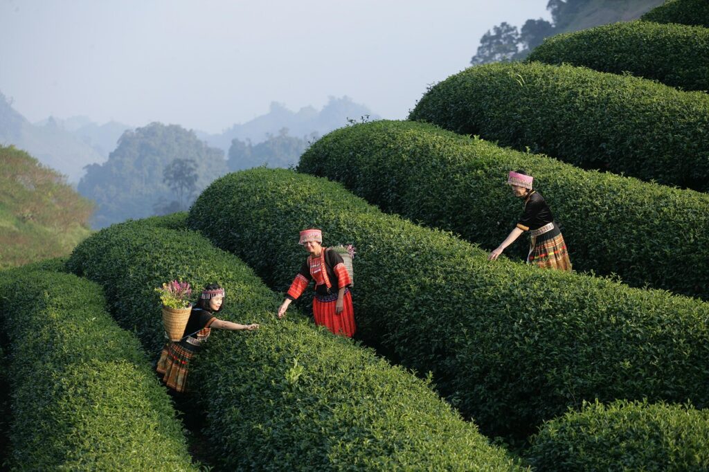 découvrez les merveilles du vietnam, des paysages époustouflants à la richesse culturelle, pour un voyage inoubliable au cœur de l'asie.
