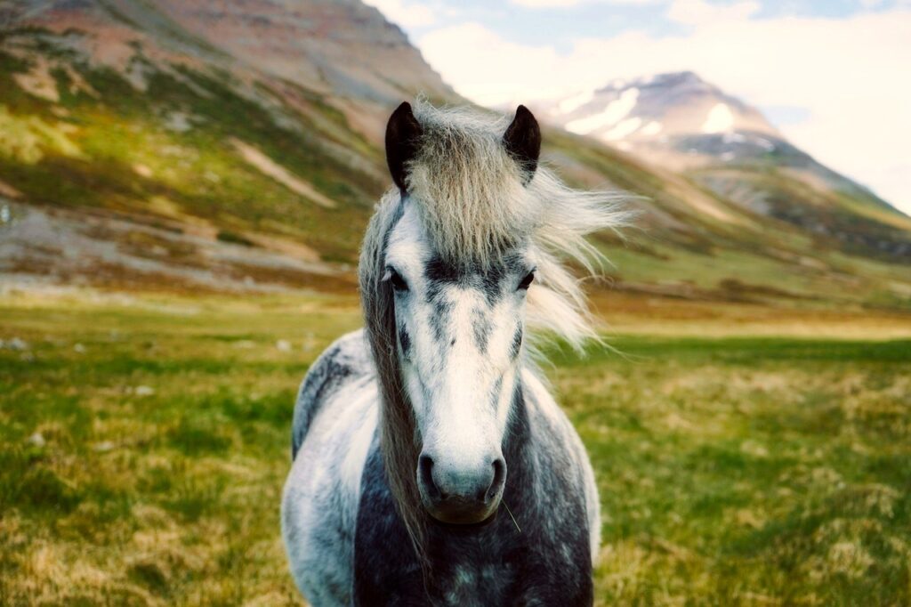 découvrez des chevaux confrontés à une inondation, une scène impressionnante illustrant la force de la nature et la résilience animale.