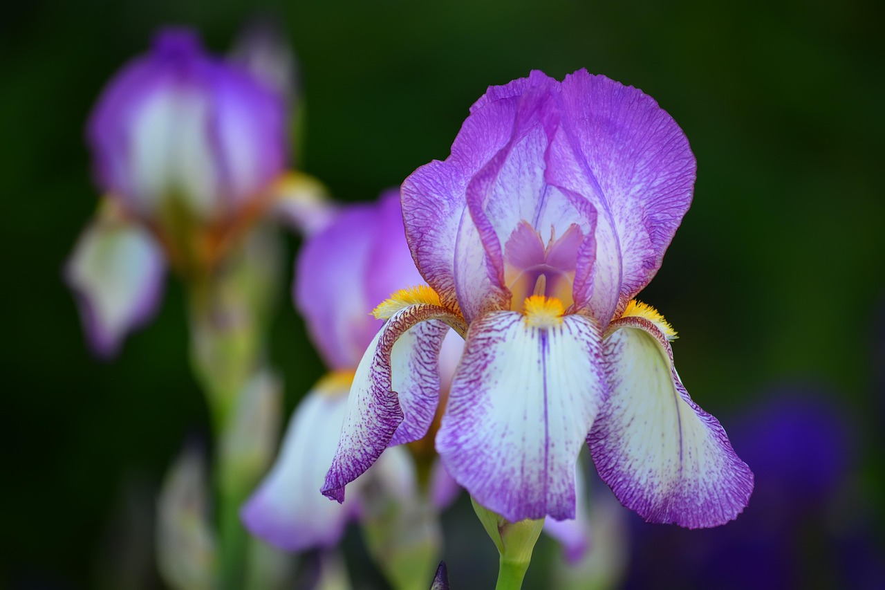 découvrez la beauté éclatante des iris, ces fleurs élégantes aux couleurs variées qui embellissent jardins et paysages printaniers.