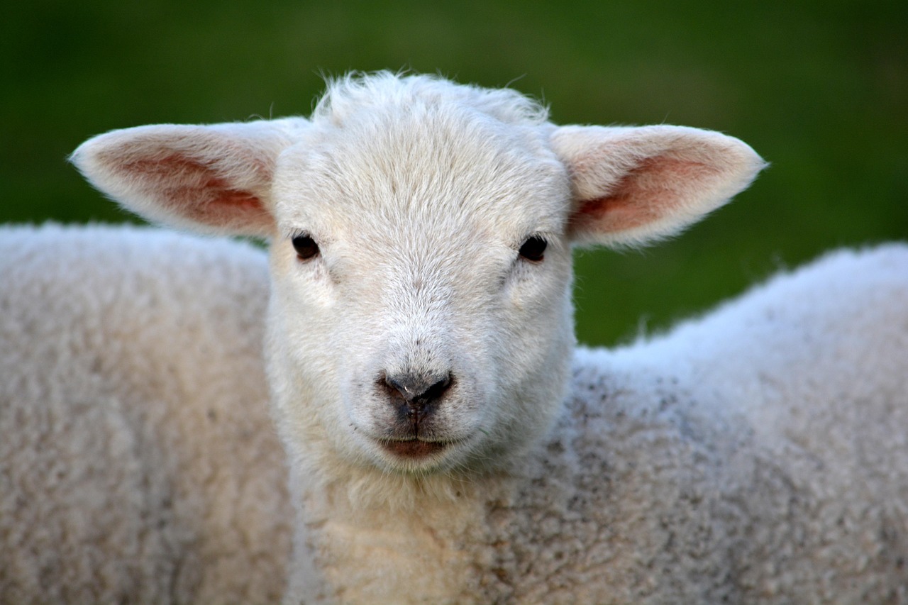 découvrez tout sur la ferme : agriculture, élevage et vie rurale pour un mode de vie proche de la nature.