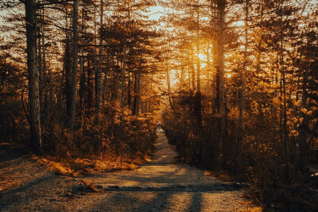 découvrez nos guides et conseils pour le hiking, profitez de la nature et explorez les plus beaux sentiers de randonnée.