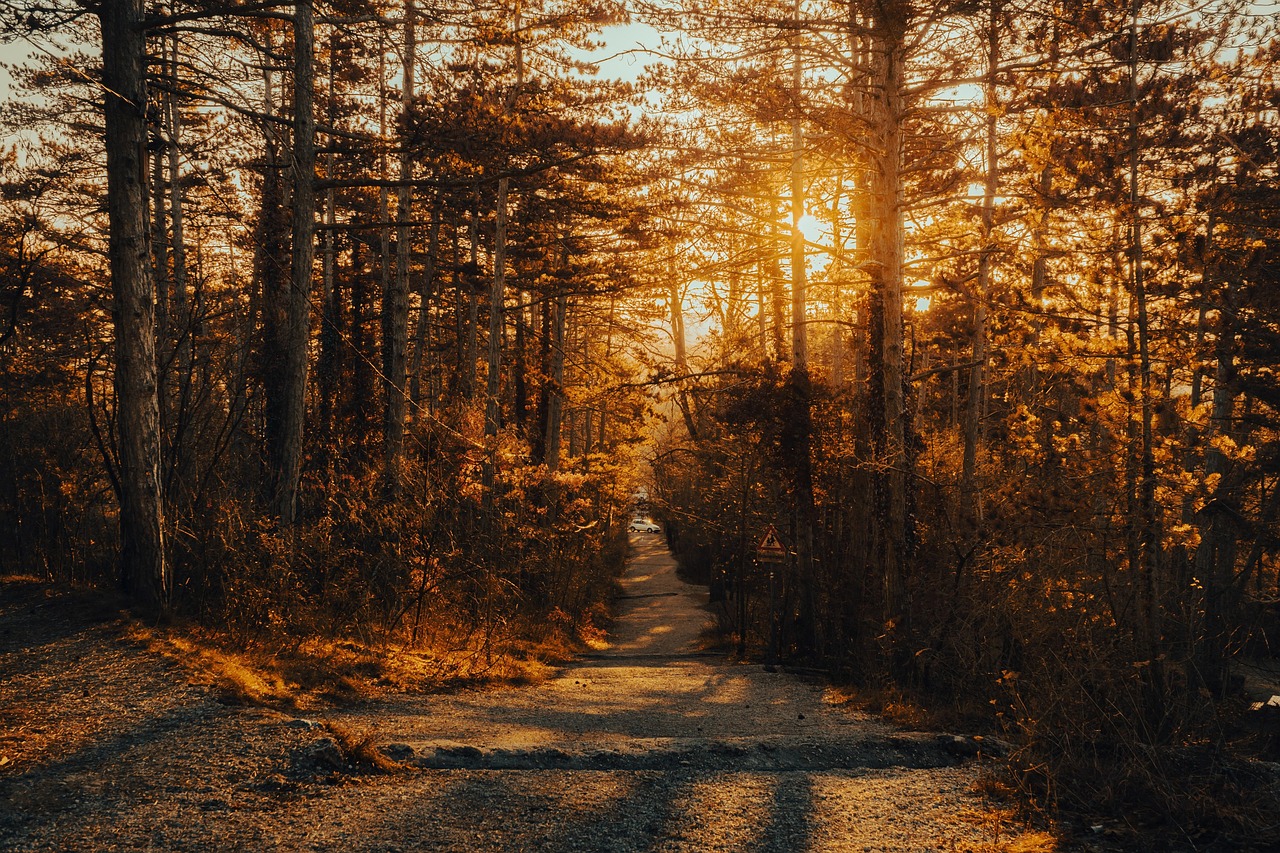 découvrez nos guides et conseils pour le hiking, profitez de la nature et explorez les plus beaux sentiers de randonnée.