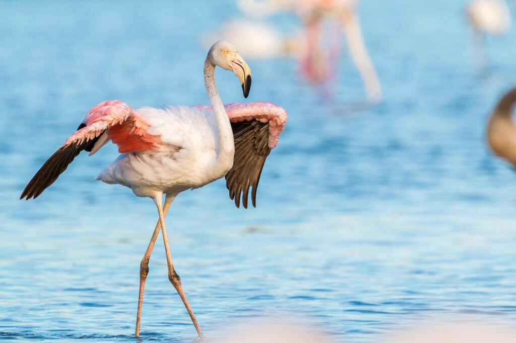 découvrez l'observation des animaux : une expérience unique pour explorer la faune et apprécier la nature en toute simplicité.